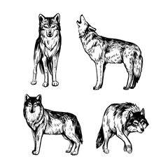 Wall Mural - wolf. set of realistic sketches, vector illustrations