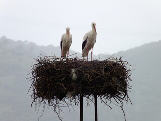 storks in the nest