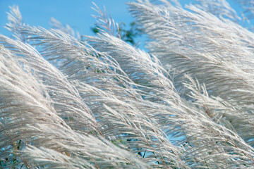 Wall Mural - reeds grass flower