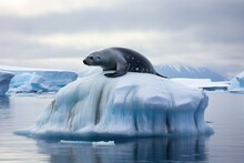 A Weddell Seal Sunbathing On A Floating Iceberg