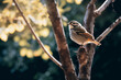 Pássaro pousado em um galho de árvore na natureza - Papel de parede 