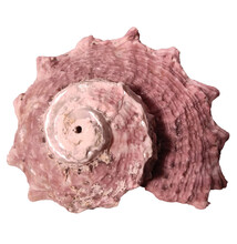 Violet Pink Spiked Spiral Seashell On White Background. Delphinula Shell.