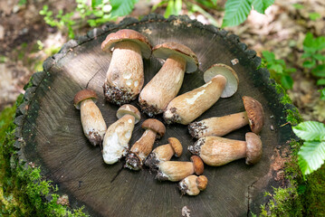 Canvas Print - View from above on the group of beautiful edible white mushrooms on tree stump in the forest. Boletus edulis, collecting porcini in the woods, fall season