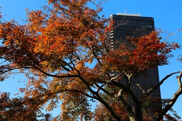 Sticker - Fall season tree in Tokyo, Japan