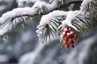 close-up of a snow-covered evergreen branch with a single ornament