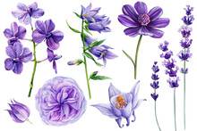 Purple Flowers Set. Lavander, Orchid, Dahlia, Bluebell And Rose. Violet Flora Watercolor Botanical Hand Drawing Clipart