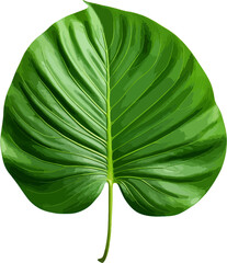 Wall Mural - Green jungle leaf clip art