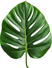 Wall Mural - Green jungle leaf clip art