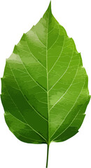 Wall Mural - Green leaf clip art