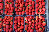 Recolecta fresas de temporada 