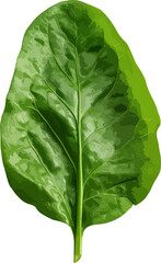 Wall Mural - Spinach leaf clip art