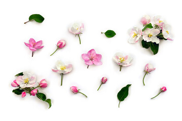 Wall Mural - flowers apple tree, pink and white blossom on a white background. top view, flat lay