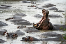 Hippo Swims In Water - Hippo Pond At Serengeti National Park. Side Profile, Mouth Open
