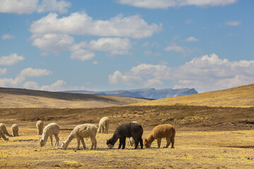 Wall Mural - Alpaca