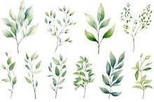 Watercolor Set Of Eucalyptus Branches And Leaves, Watercolor Floral Illustration Set - Green Leaf Branches Collection, AI Generated