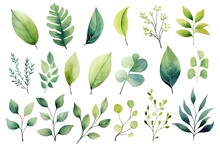 Eucalyptus Leaves And Branches Watercolor Vector Set, Watercolor Floral Illustration Set - Green Leaf Branches Collection, AI Generated