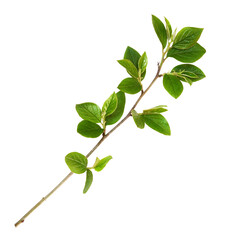 Wall Mural - twig with green leaves isolated on white or transparent background