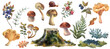 A large set of forest mushrooms, boletus, chanterelles and blueberries, lingonberries, fern, stump, leaves. Watercolor illustration, hand drawn. Isolated objects on a white background.