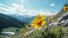 Blooming Arnica Montana In Carpathian Biosphere Reserve
