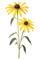 Wall Mural -  Rudbeckia Hirta or Black Eyed Susan flower