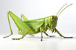 Green grasshopper isolated on White Background Macro Photography