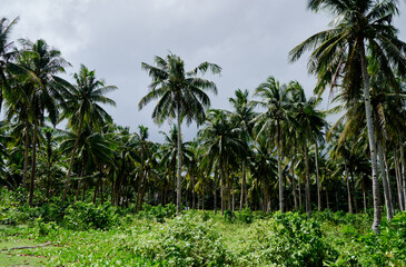 Poster - Tropical landscape. Beautiful green coconut palms plantation.