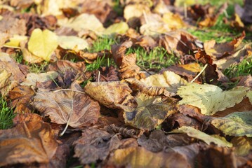 Wall Mural - close on dry brown and yellow leaves falling on the ground