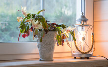 Schlumberger. Blooming Yellow Cactus On The Windowsill And A Lantern. Symbol Of Winter And Christmas.