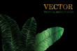 tropical background - the style of Jungalow and Hawaii. Luxury vector botanical wallpaper with green banana leaves on black background