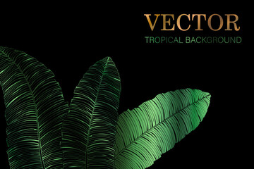 Wall Mural - tropical background - the style of Jungalow and Hawaii. Luxury vector botanical wallpaper with green banana leaves on black background