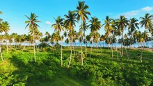 Thai Palm Grove On Sandy Beach With Blue Sky Summer Landscape Background. Beautiful Coconut Trees On The Beach Of Phuket Thailand. Palm Trees Against The Blue Sky. Travel To A Tropical Paradise.
