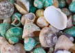 Ein Hintergrundbild, oder eine textur mit Meeresmuscheln, Meeresschnecken. Wunderschöne Schalentiere.