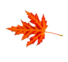 Canvas Print - Red maple leaf isolated on transparent background.  Autumn mood.