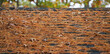 roof with fallen pine leaves in autumn season