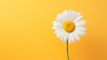  A White Flower With A Yellow Center On A Yellow Background With A Place For The Text On The Top Of The Picture.