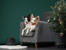 Two Dogs On Chair. Joyful Border Collies With A Christmas Tree, A Festive Studio Moment, Look Merry, Enhancing The Holiday Spirit