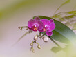 Zimmerorchidee Blumiges Natur