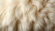 background texture of animal fluffy white fur