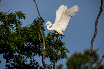 Poster - The great egret (Ardea alba)  also known as the common egret, large egret, or  great white egret or great white heron