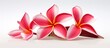 In nature's tapestry, an exquisite flower blooms, its vibrant red petals contrasting against the isolated white background, showcasing its untamed beauty. This tropical plant, known as Plumeria