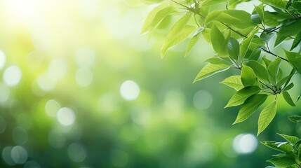 Poster - Green leaves, blurred backgrounds with bokeh, free space and nature.