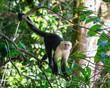 Wild Capuchin Monkey in a Tree