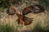 Fototapeta Niebo - Common Buzzard (Buteo buteo) in flight in a forest of Noord Brabant in the Netherlands. Wings Spread. Front view.                                                                                       