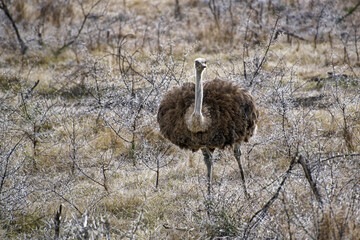 Ostrich - Struthio camelus