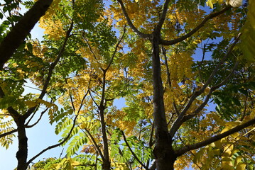 Poster - Aralia elata f.subinermis tree's yellow leaves and berries. Araliaceae deciduous shrub. This tree has fewer spines than the Aralia elata tree. Flowers bloom in summer and berries ripen in fall.