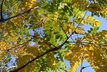 Wall Mural - Aralia elata f.subinermis tree's yellow leaves and berries. Araliaceae deciduous shrub. This tree has fewer spines than the Aralia elata tree. Flowers bloom in summer and berries ripen in fall.