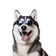Happy Siberian Husky: A Beautiful and Cool Dog Ready for Summer in Sunglasses, Isolated on Transparent Background, PNG
