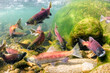 Kokanee, a landlocked form of sockeye salmon, breeding in Big Creek, Fresno County, California.
