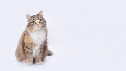 Wall Mural - Beautiful Cat close up. Cute fluffy Kitten. Cat with green eyes. Pet. Animal care.  Animal background. Empty space for text. Studio portrait of a cat sitting against a white backdrop. 