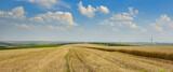 Fototapeta Krajobraz - Stubble in harvested wheat field